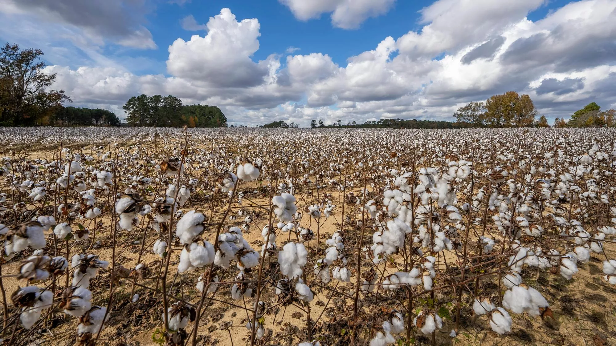 Epsilon sourcing Ethical Manufacturing cotton field